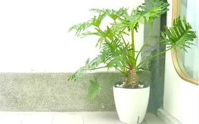 観葉植物_フィロデンドロン