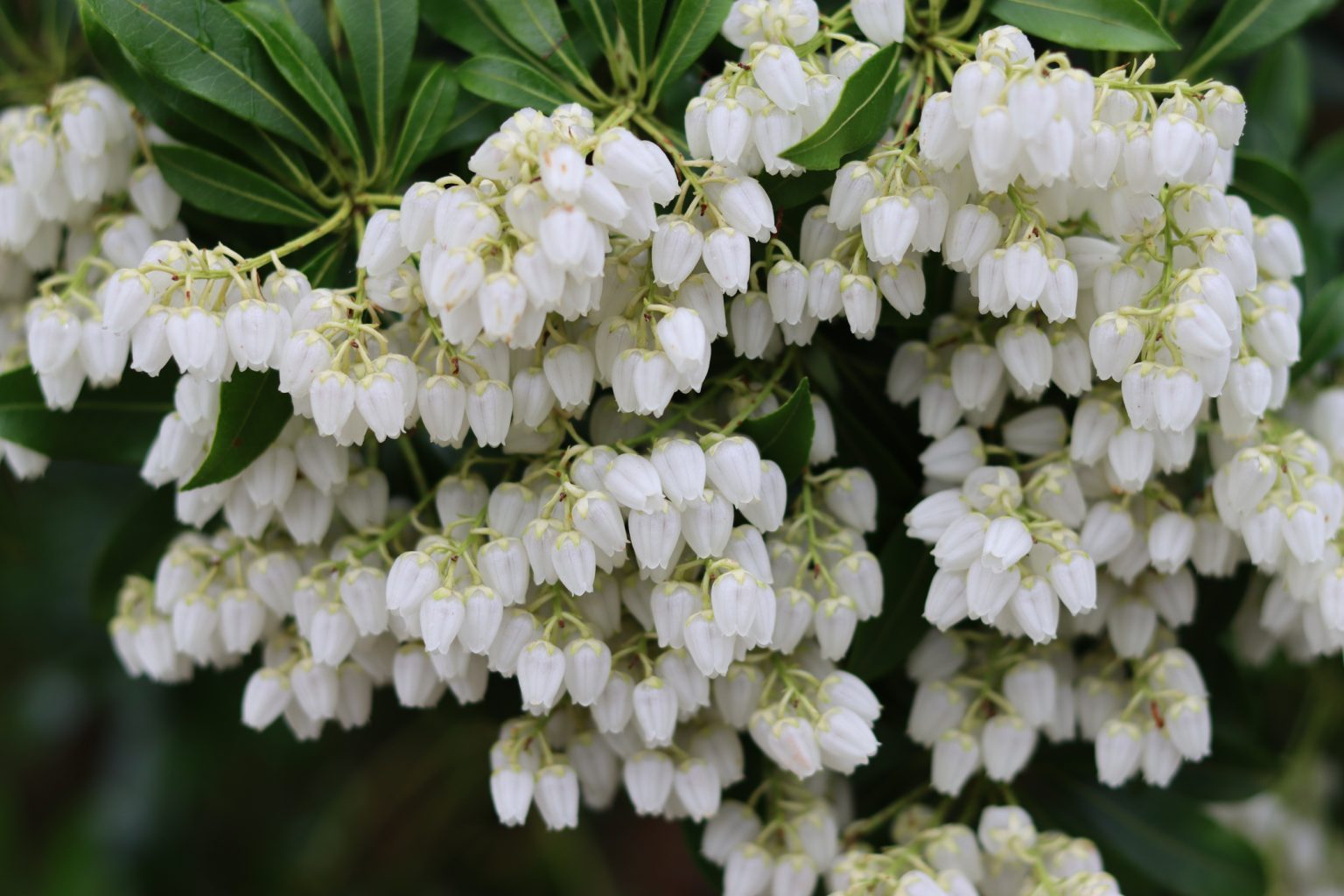 好きな色でお庭を彩る!花の色別 低木20種 | wanipost