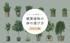 観葉植物の鉢の選び方