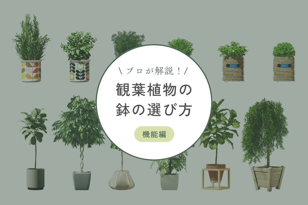 プロが解説！観葉植物の鉢の選び方～機能編～