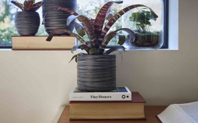 徹底解説！観葉植物の育て方
